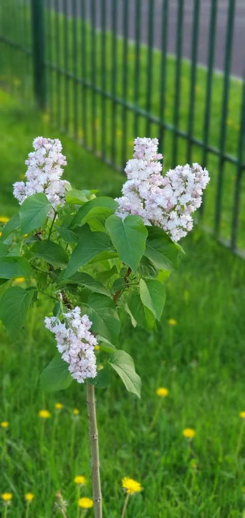 🌸 Ещё одна традиция нашей школы: 9 классы сажают сирень!  ☺️В нашей школе есть замечательная традици