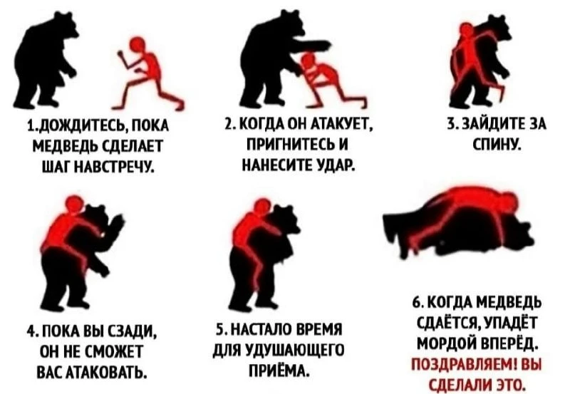 Как победить медведя.