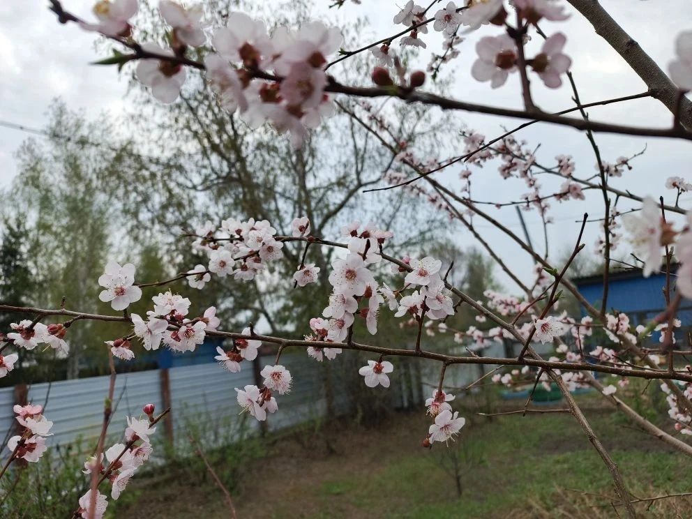 🌸Невероятно красивые снимки наших подписчиков!  И вы присылайте фото с цветущими амурскими городами 
