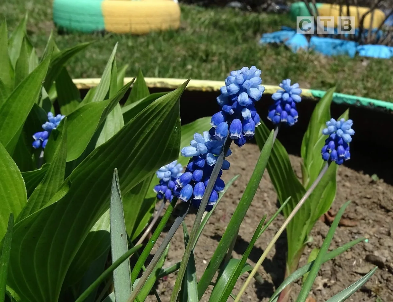 ✨Доброе утро, друзья!  🌸Приветствуем наступающий день, наслаждаясь чарующими снимками цветущего Пось