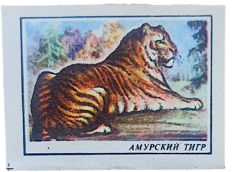 🐯 Полосатый день в музее: спички, камни и история амурского тигра!

29 июля — Международный день ти