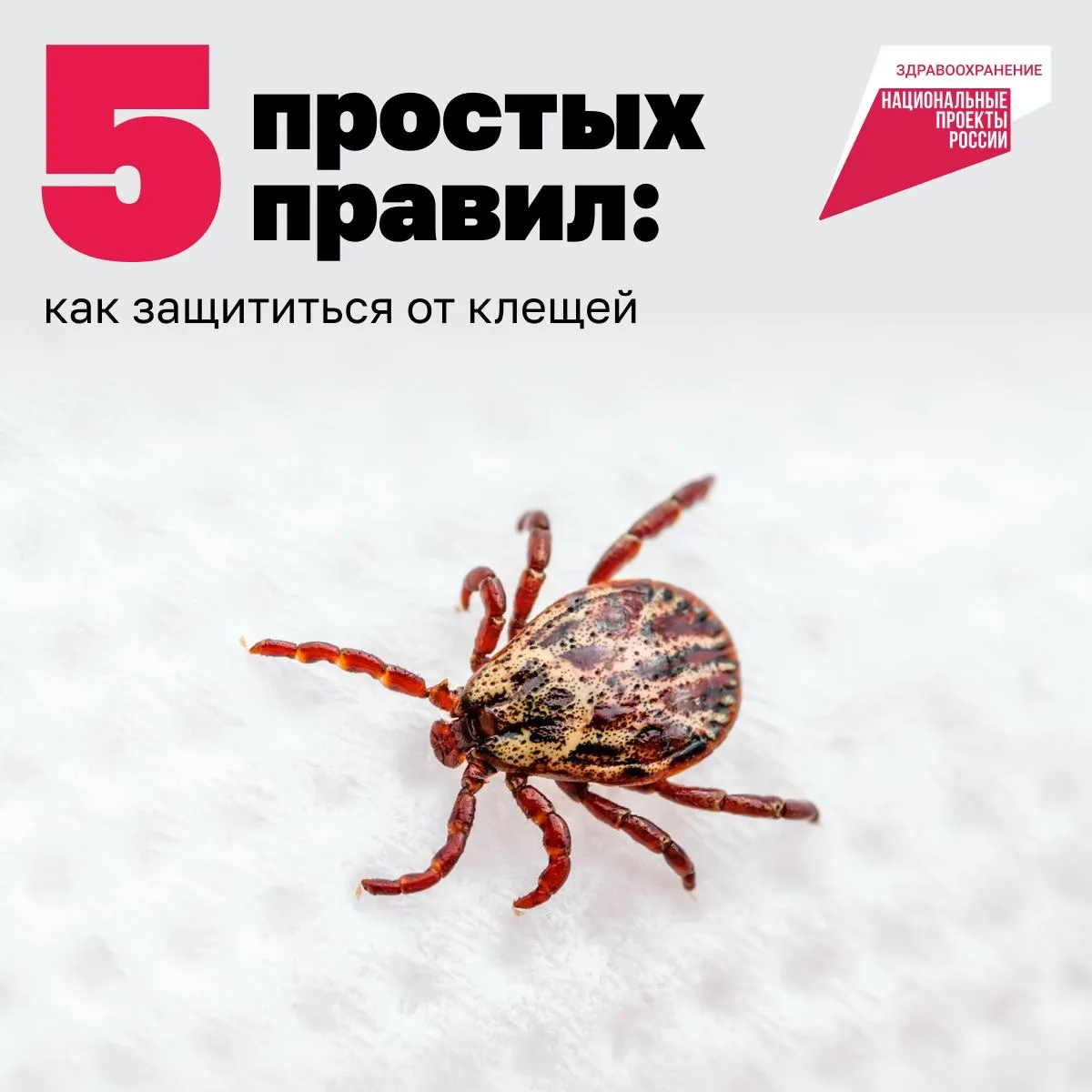 ‼️Внимание: сезон клещей начался