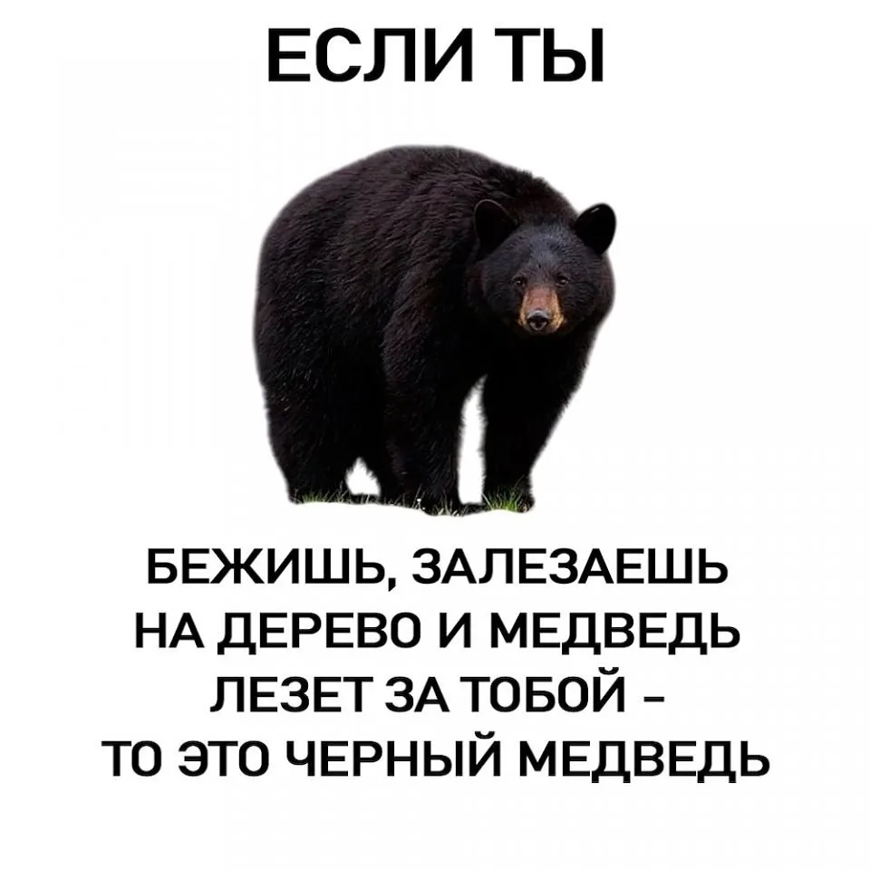Медведи бывают разные. Гайд, чтобы не перепутать 😁

Медведи ❤️ Подпишитесь 👇