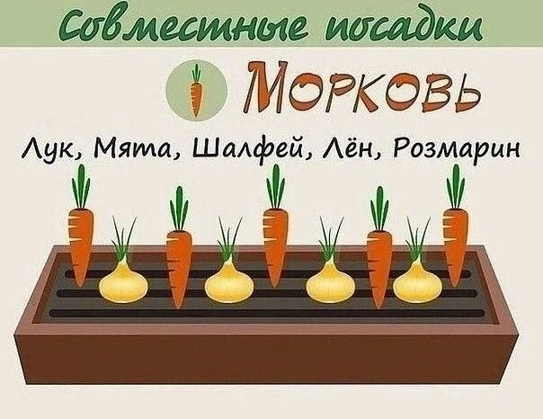 Совместные посадки овощей
Берём на заметку 📝

🏡 Дача и Сад