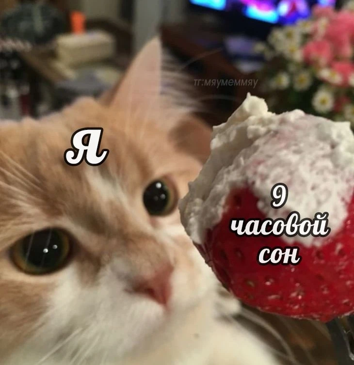 Добрых снов, товарищи котеки!