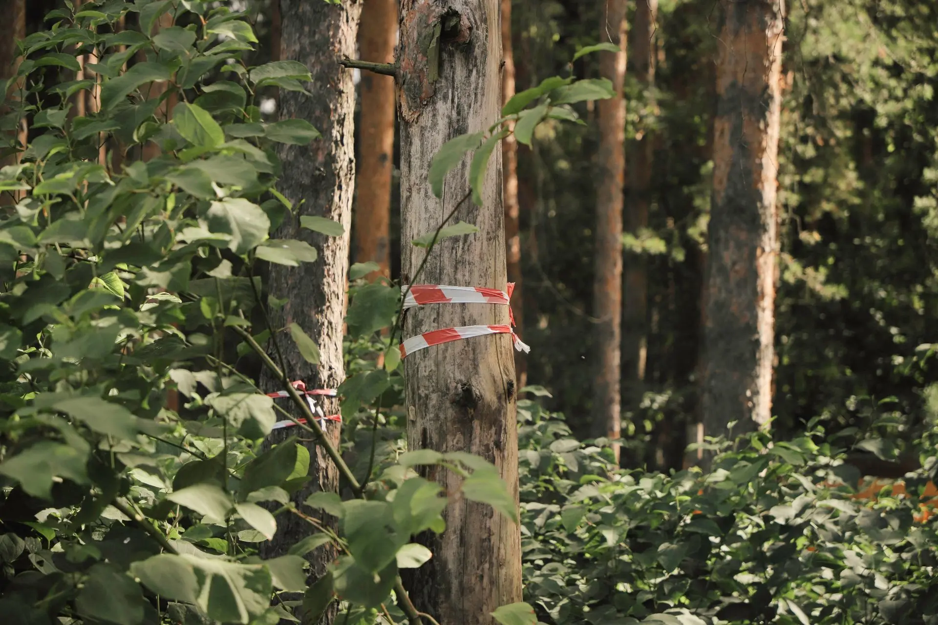 Приводим леса в порядок 🌲