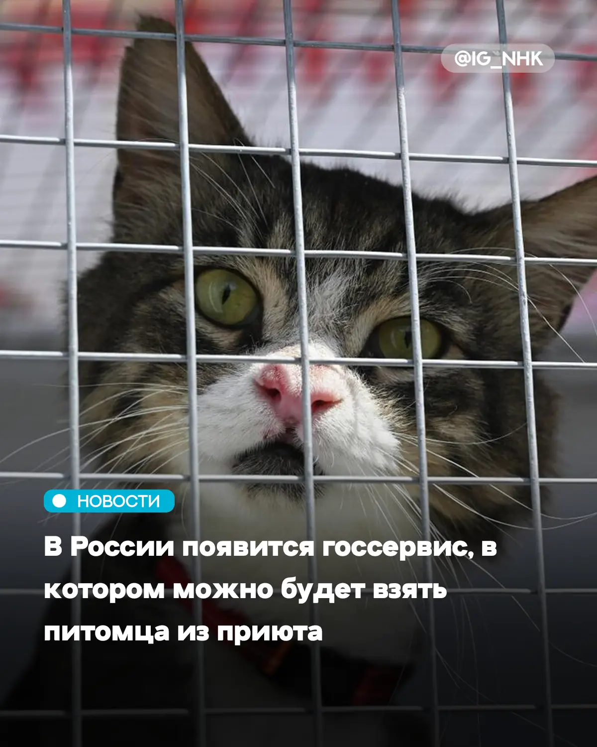 В России создадут цифровой государственный сервис, через который можно будет взять дома...
