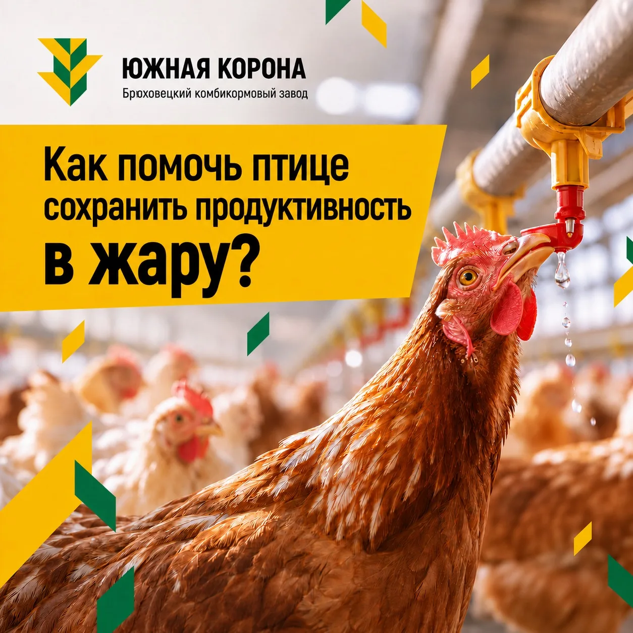 🌡️ Жара — настоящее испытание для кур. Как помочь птице сохранить продуктивность?

Летом куры тратя