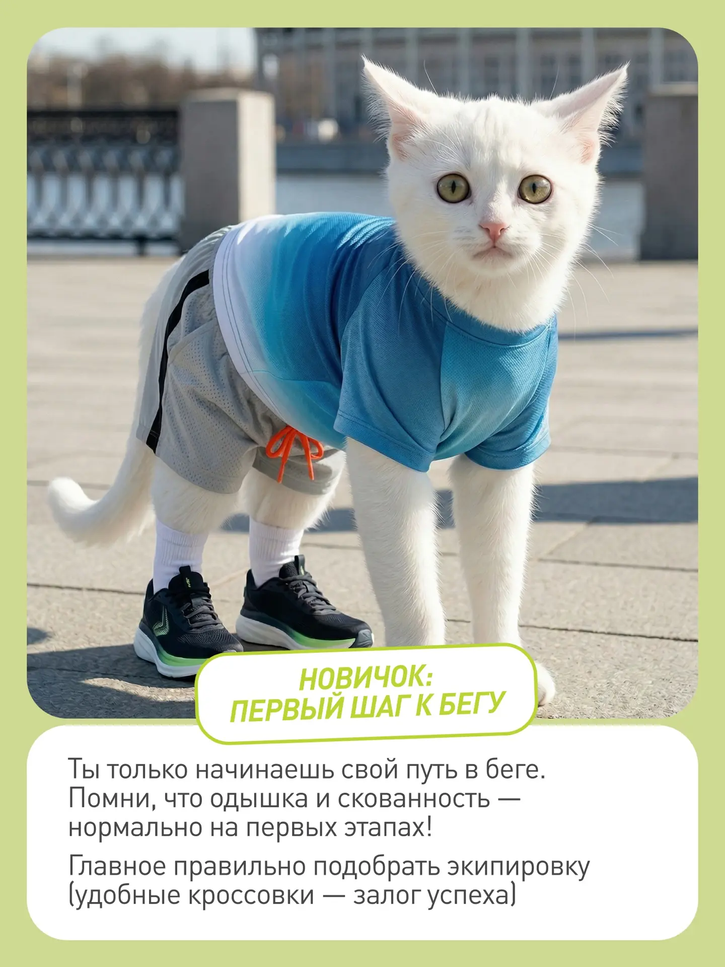 Экипировка Demix поднимает мяутивацию и котиков на задние лапки 🐾
