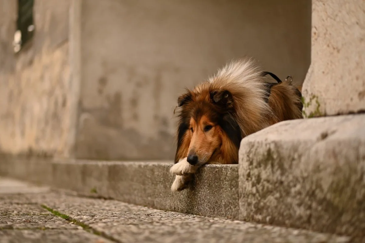 ⚡красивый кадр ⚡ колли длинношерстный ⚡️breedsinfo ⚡️dogmem