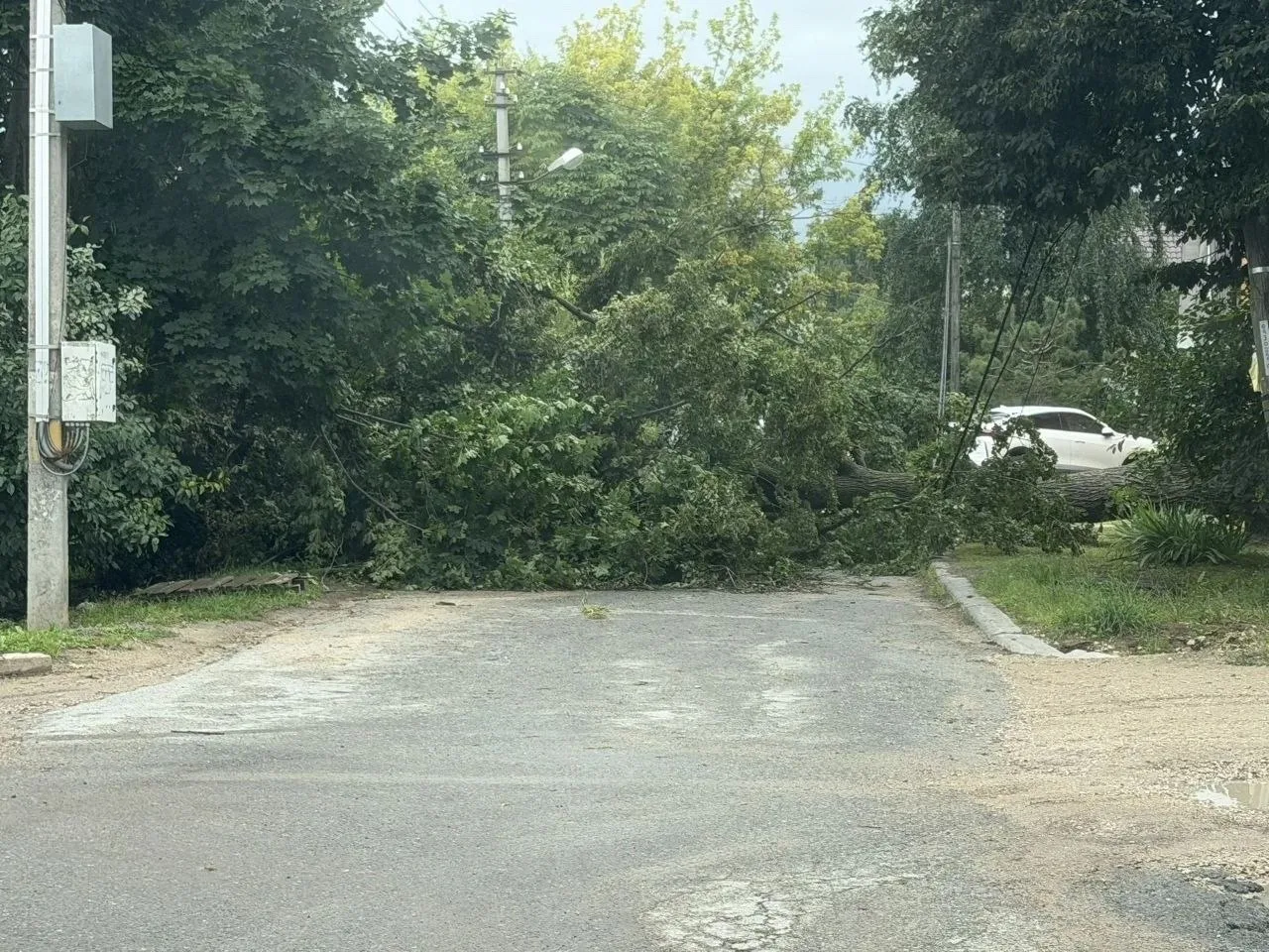 В поселке Октябрьский на улице Капитана Громова со вчерашнего дня лежит дерево и оборванные провода,