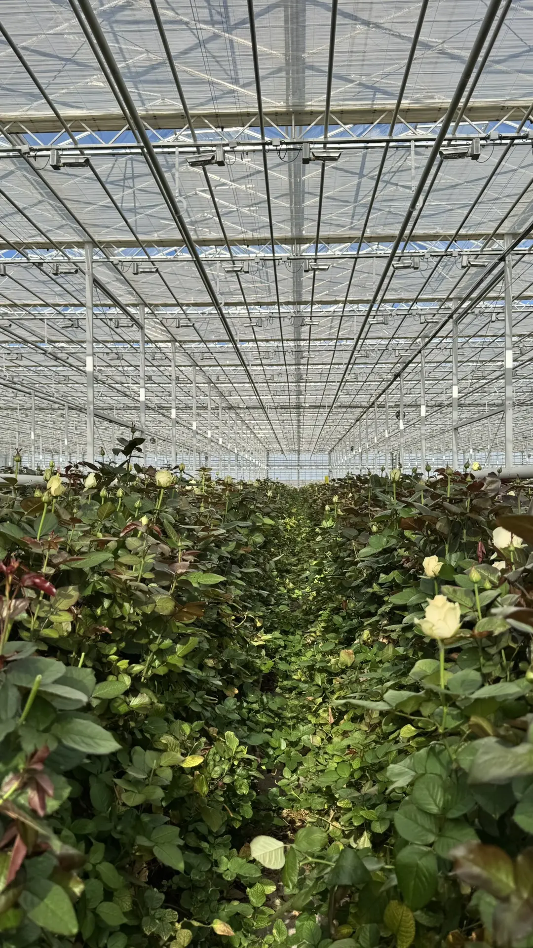 Наши розы начинаются здесь 🌿🌹