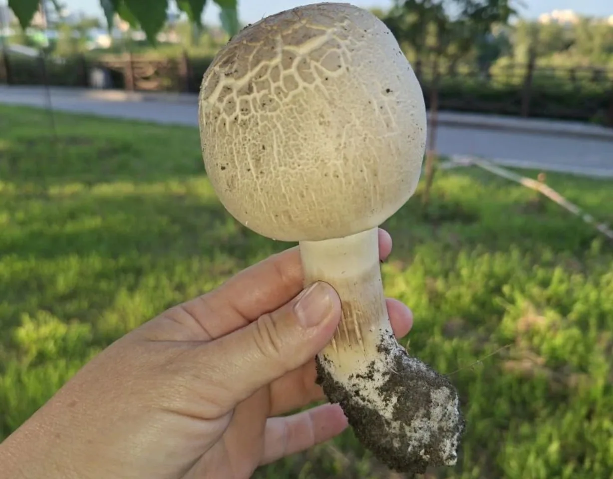 🍄Грибы в центре города? Да, это новая реальность Тюмени!