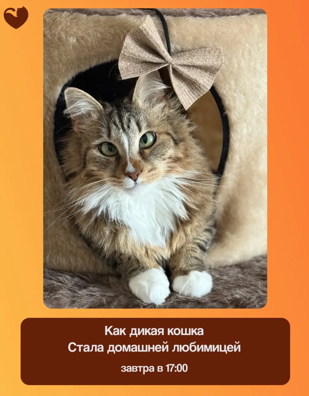 Друзья, завтра у нас будет особенный пост 🐾

Расскажем про кошку по имени Жужа. Раньше она была сов