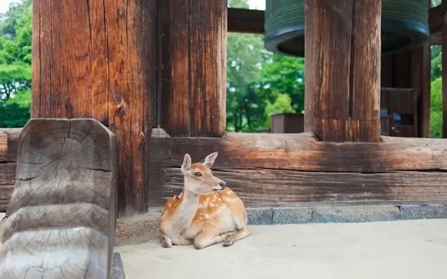 🦌 В Японии существует место, где олени ведут себя воспитаннее некоторых взрослых 😆

Серьёзно.

В г