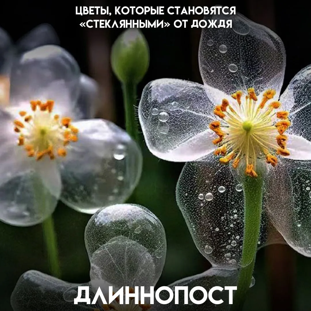 В сухую погоду двулистник Грея легко принять за обычный белый цветок. Но стоит начаться...