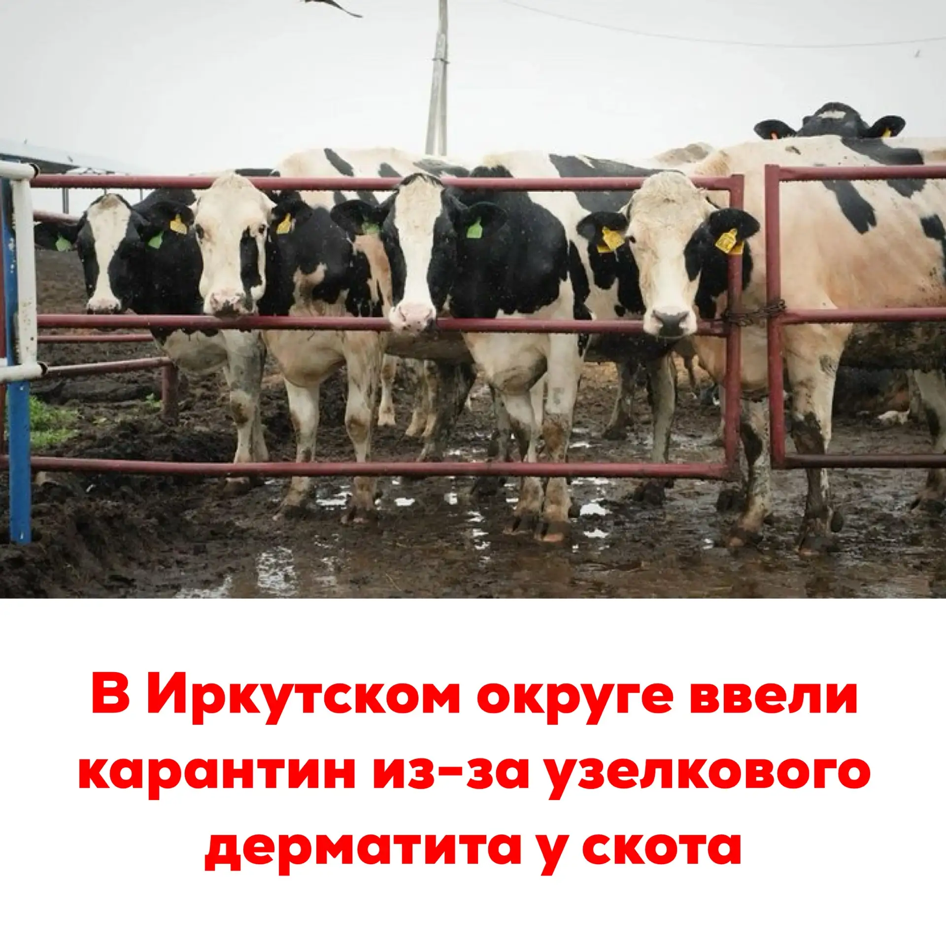🔴В Иркутском округе ввели карантин из-за узелкового дерматита у скота