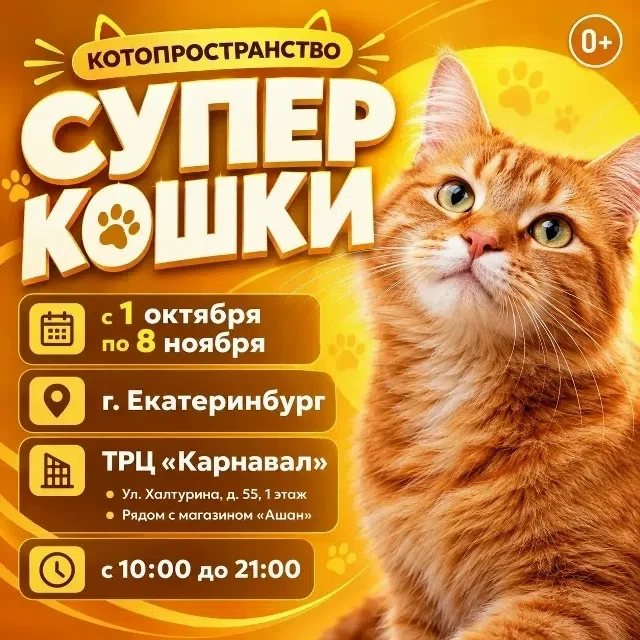 Котопространство «Супер кошки»