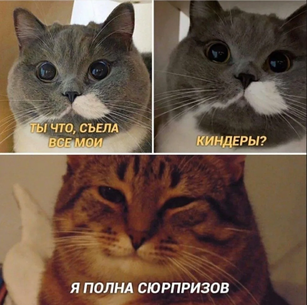 Подписаться на канал: "Котики"🧶🐈