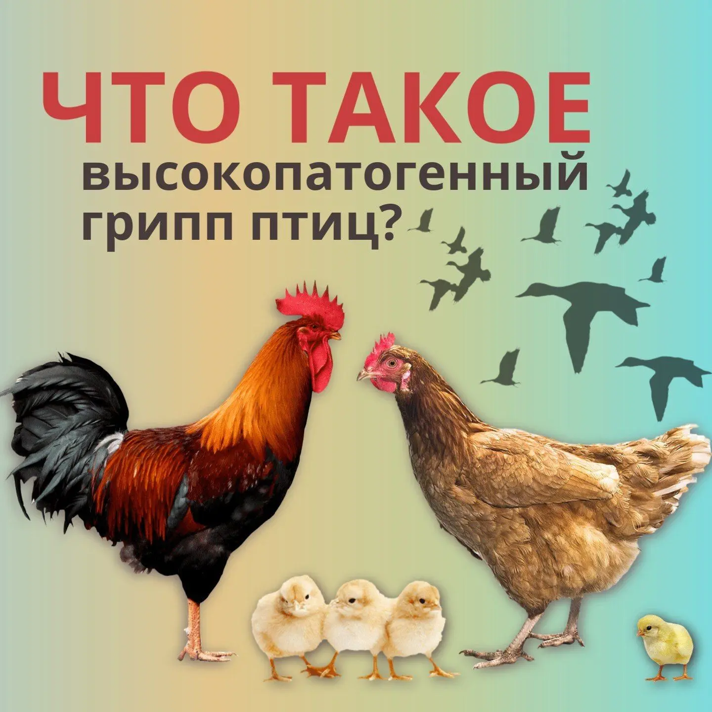 ❗️ВНИМАНИЕ, ВЛАДЕЛЬЦЫ ПТИЦЫ НА КАМЧАТКЕ!
