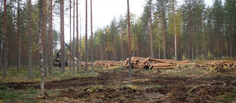🌲 Под Питкярантой вырубили лес на месте старого финского аэродрома В районе старого фи...
