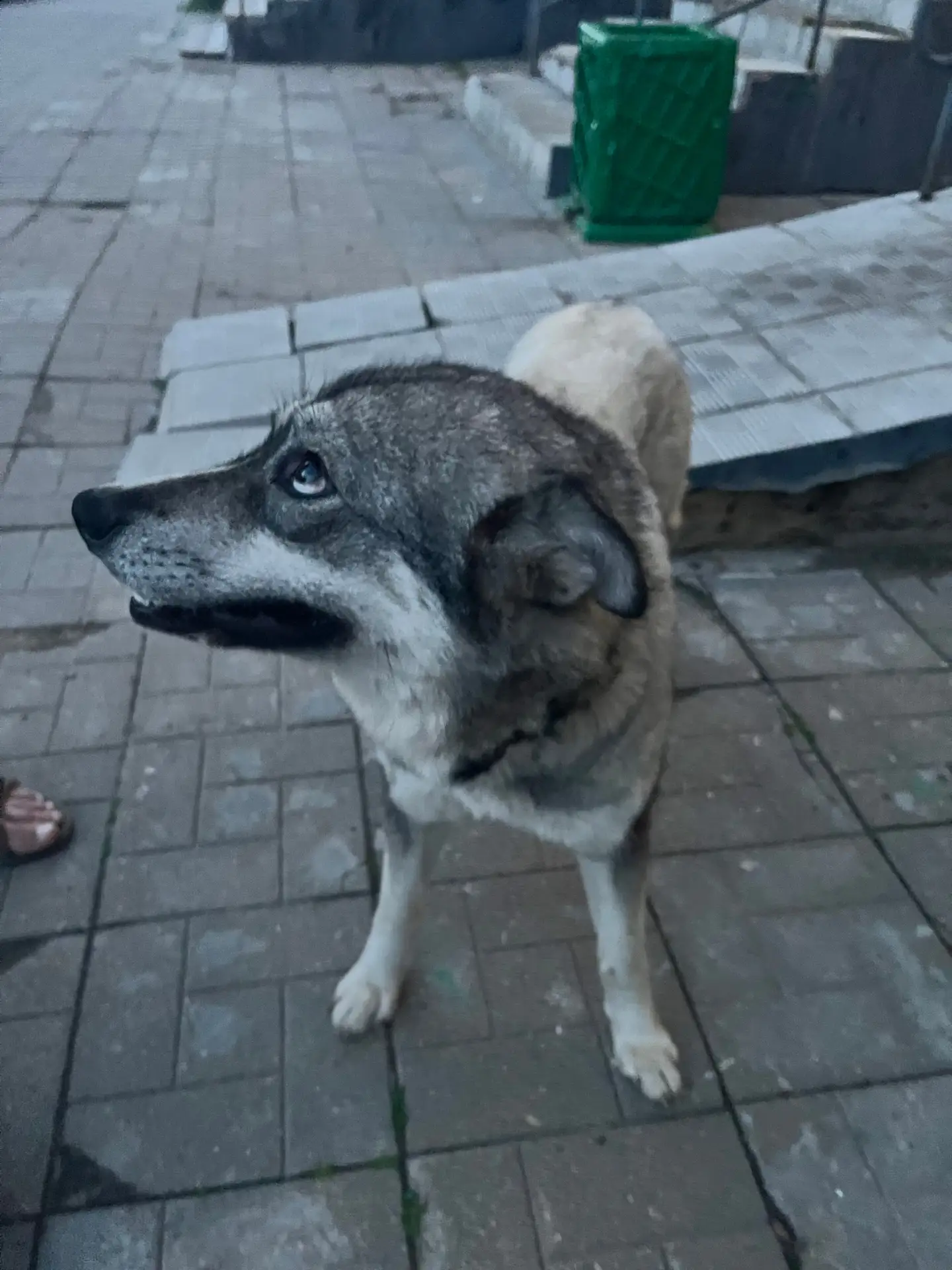На Марченко во дворах бегает собака, девочка