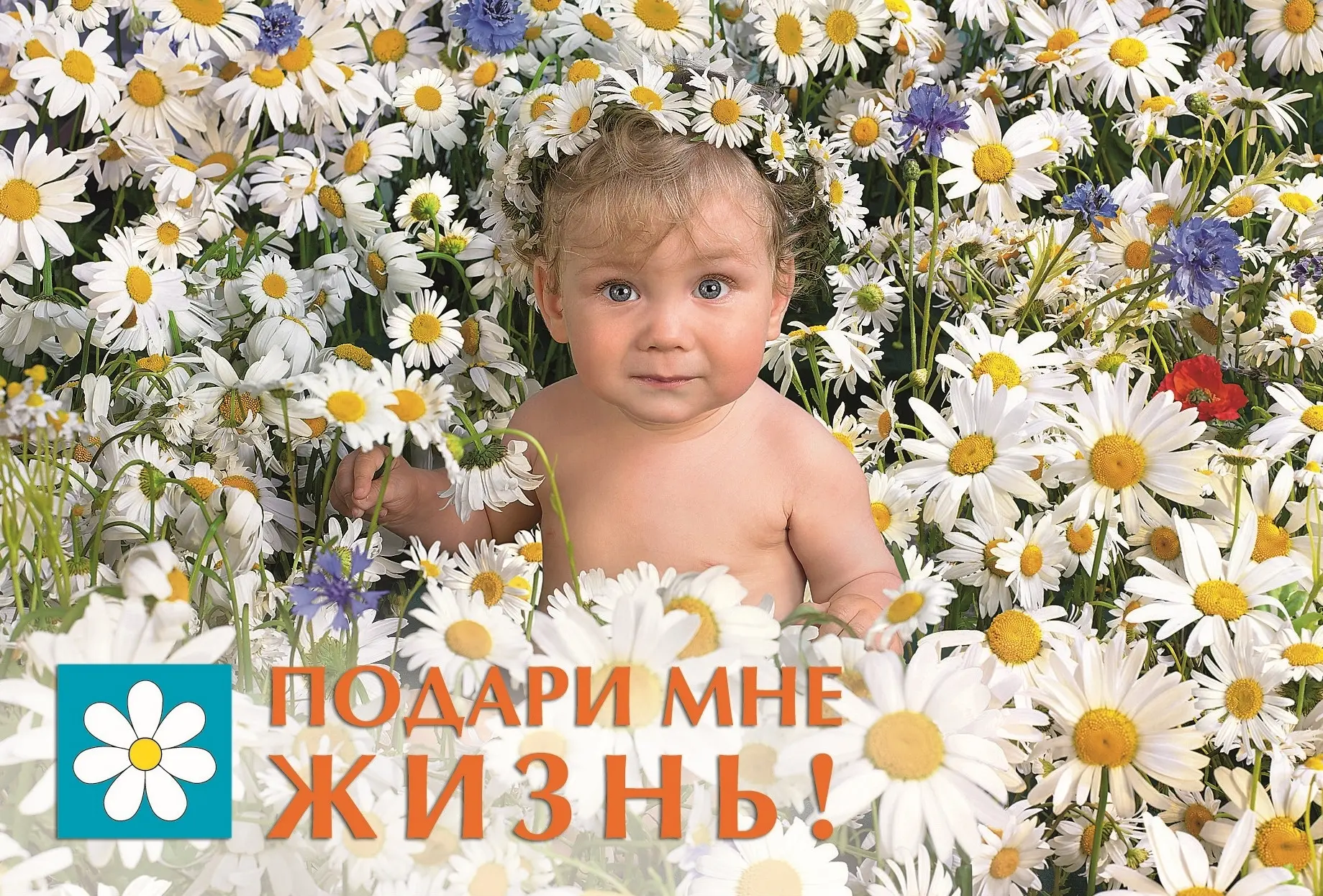 С 8 по 14 июля в России проходит ежегодная акция «Подари мне жизнь!», приуроченная к пр...