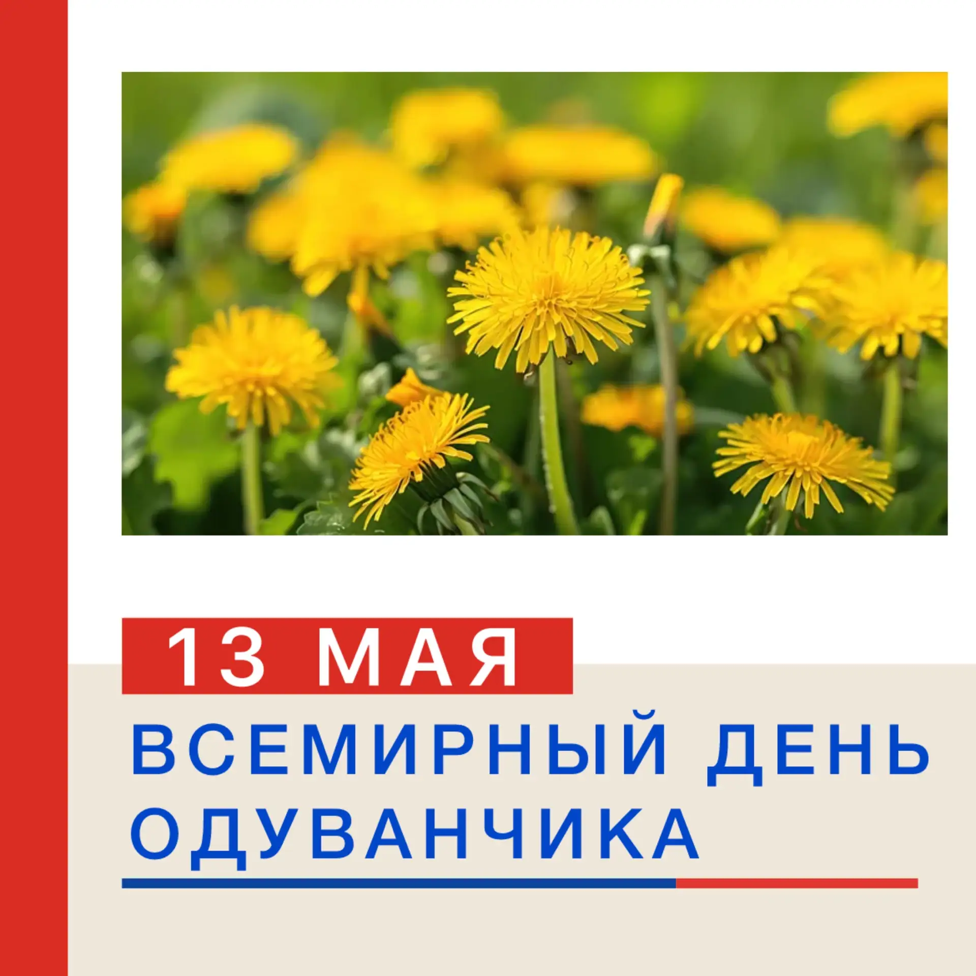 🌼 13 МАЯ — ВСЕМИРНЫЙ ДЕНЬ ОДУВАНЧИКА! 🌼  Ежегодно 13 мая отмечается Всемирный день одуванчика — праз