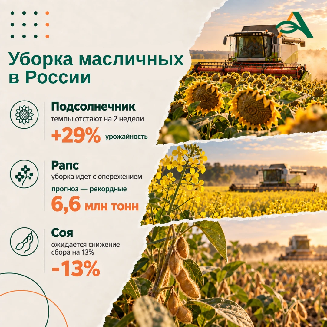 🟠 Уборка масличных: что происходит с подсолнечником, рапсом и соей