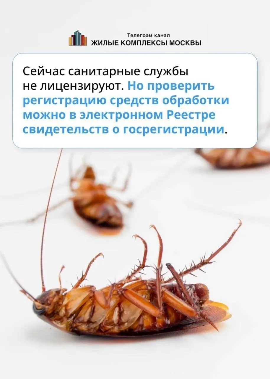 ☯️Про тараканов  ‼️Заметили таракана на лестничной клетке или в квартире?  ⚪️Насекомые в доме — сюрп