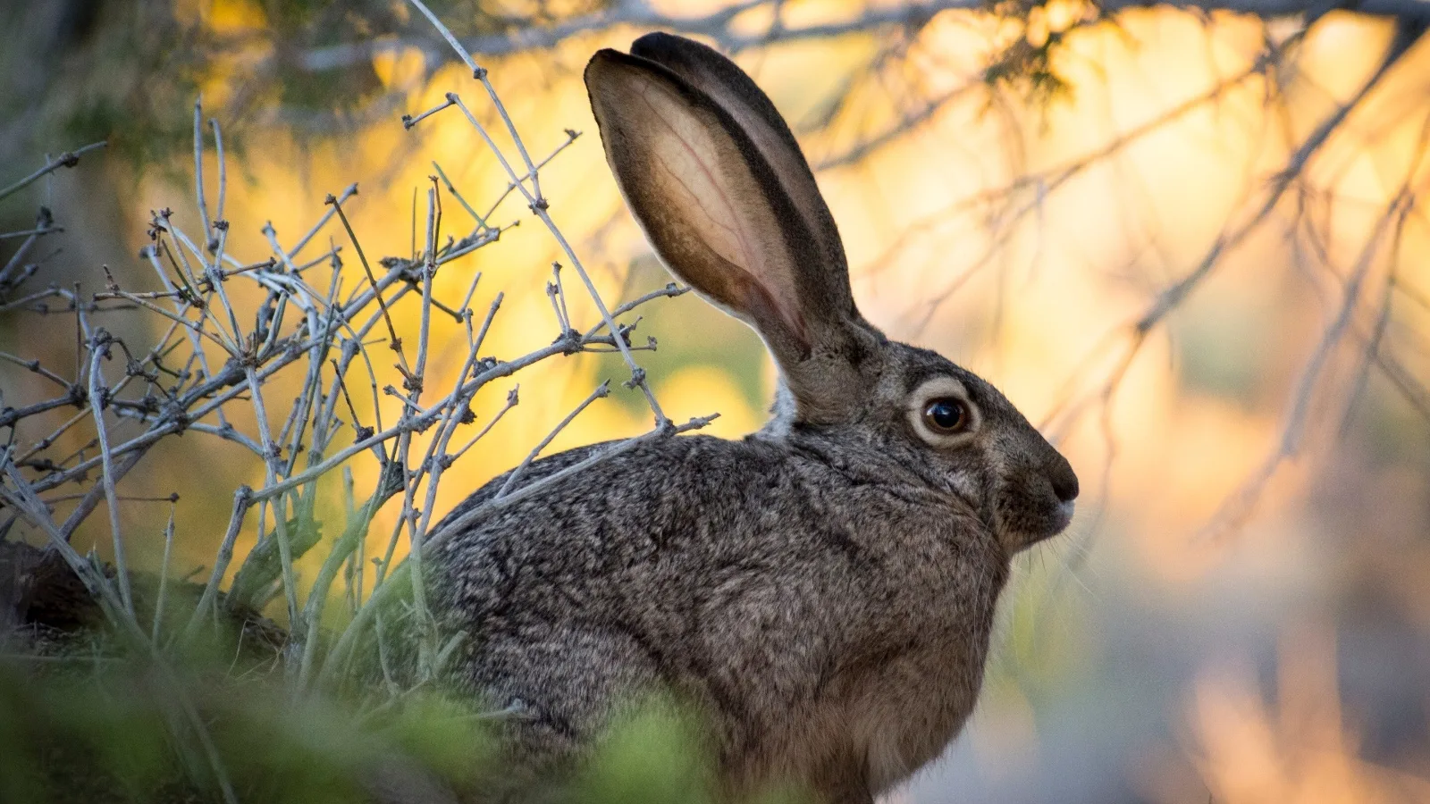 🐇 С сегодняшнего дня начали принимать заявления на добычу пушных животных в общедоступ...
