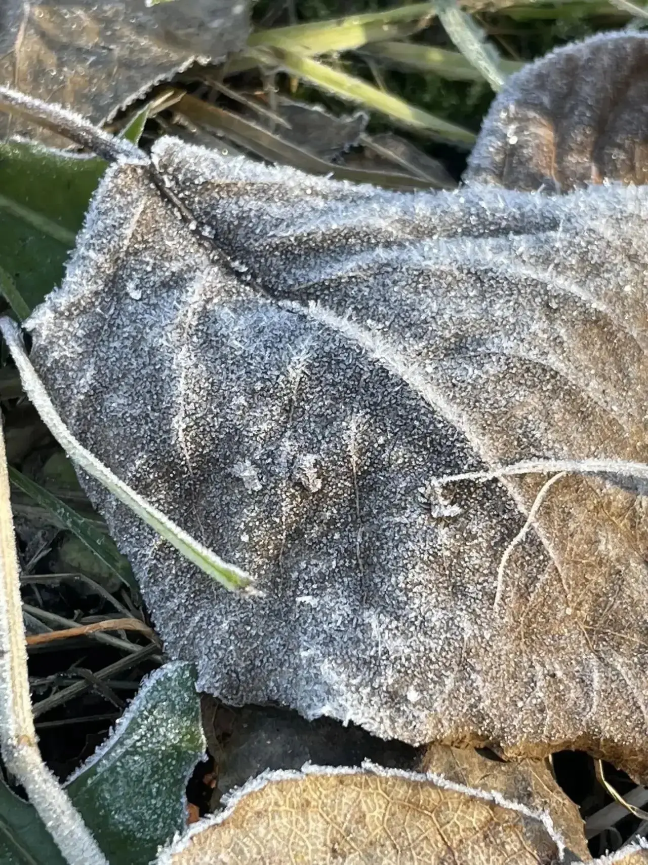 🥶 Самая холодная ночь этой осени позади