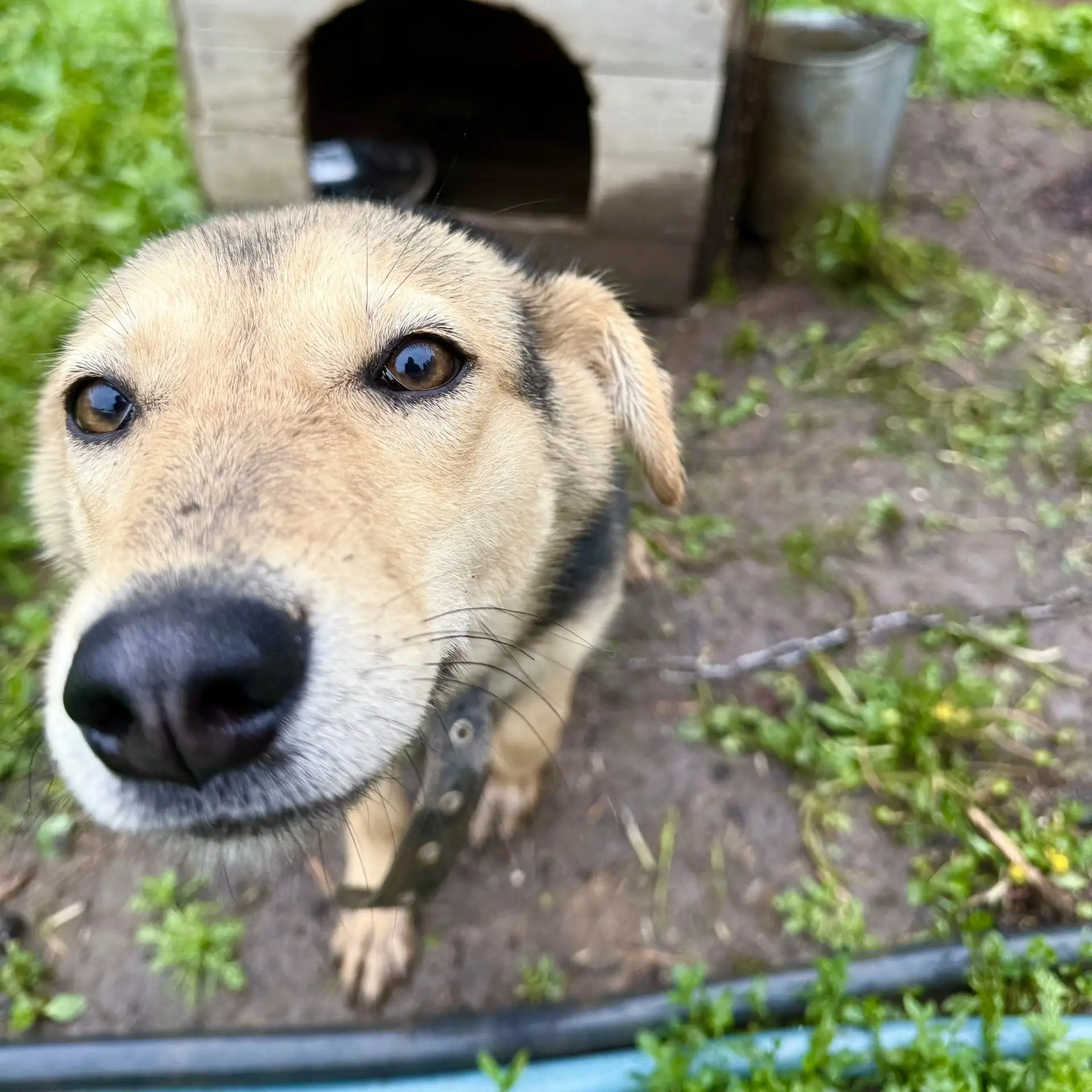 💚Ватрушка

Идеальная собака, которая никогда не видела сладкой жизни 😢

Возраст: 10 месяцев
Вес: 1