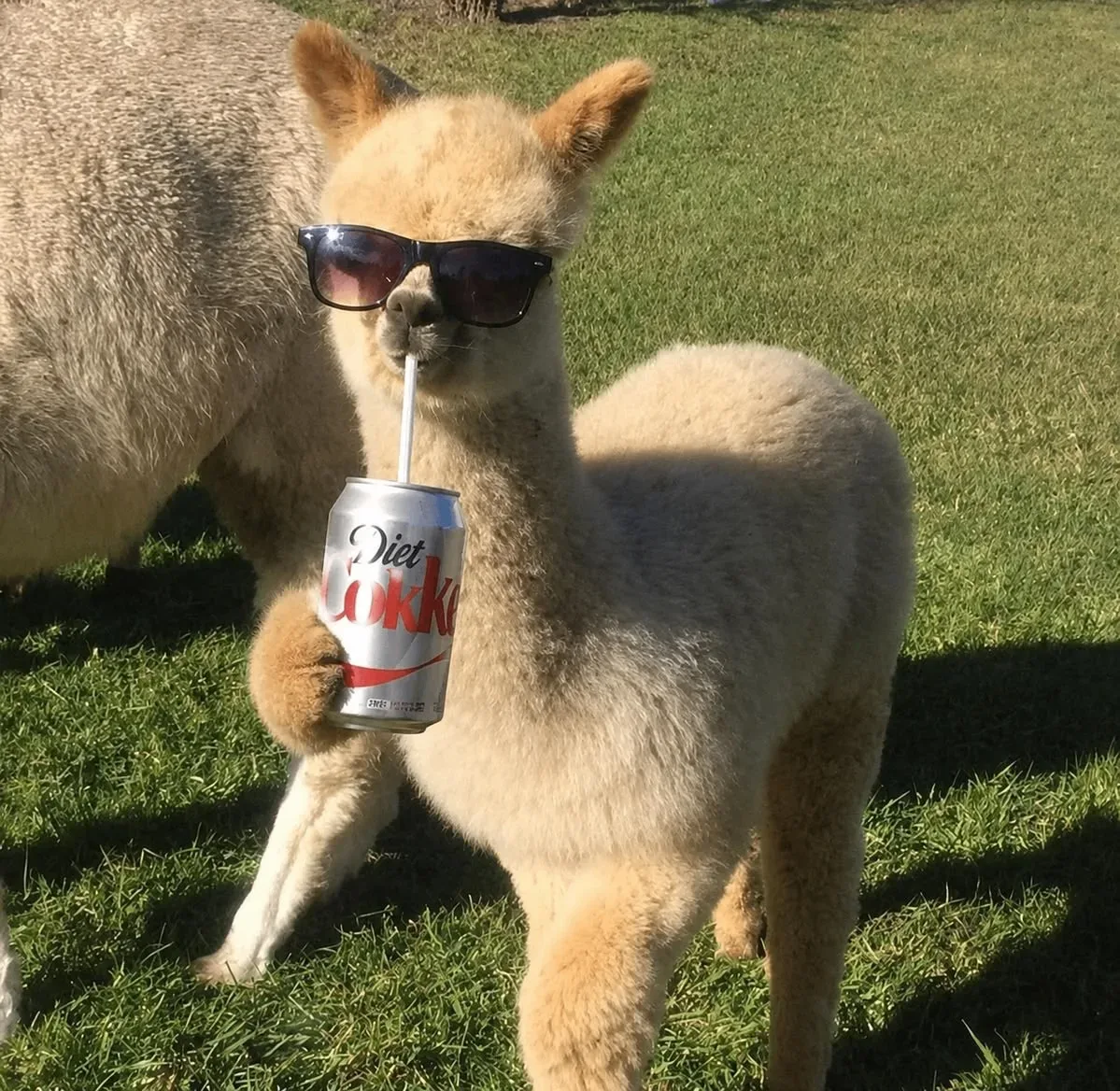 Милые авы с ламами 🦙