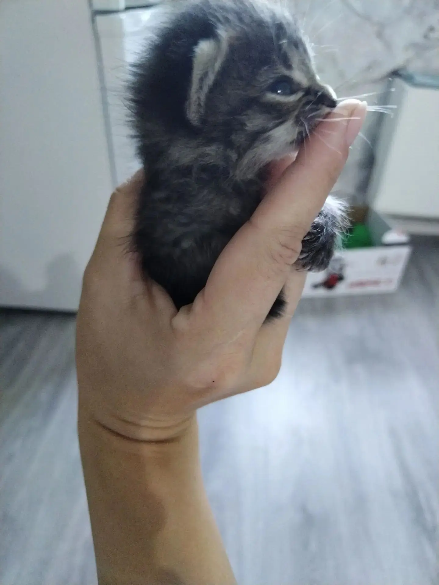 🐈Отдам котят в добрые руки, найдены, на передержке, сегодня самолет.