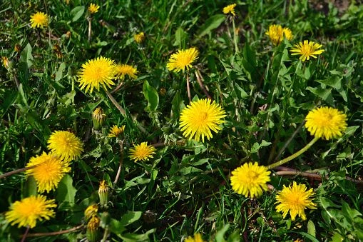 🌼 Больше, чем просто сорняк: Удивительная польза одуванчиков! 🌼Май раскрасил наши пол...