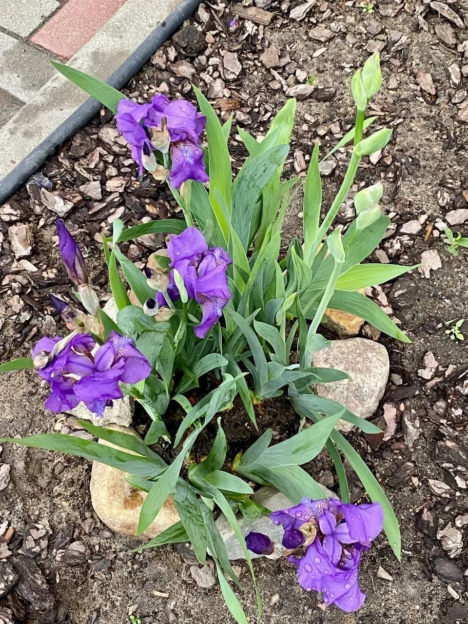 Всем доброго утра🌸 Вот такие очаровательные ирисы расцвели в городских палисадниках🥰  📷 Ольга  НЕ ЗА