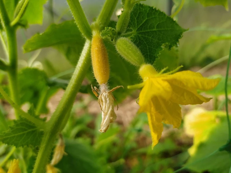 🥒😢 ОГУРЕЧНЫЙ САБОТАЖ В ИЮЛЕ: Почему желтеют и осыпаются завязи и как заставить кусты держать кажды