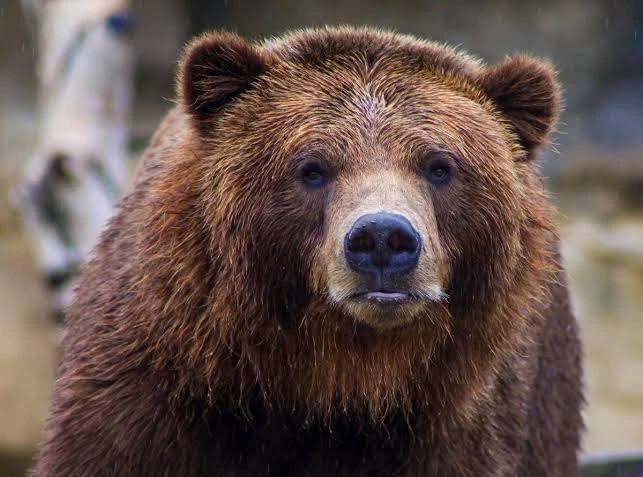 🐻В Приморье резко выросла численность медведей.