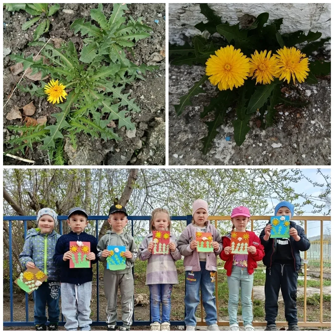 🌼 День одуванчика в нашем детском саду! 🌼