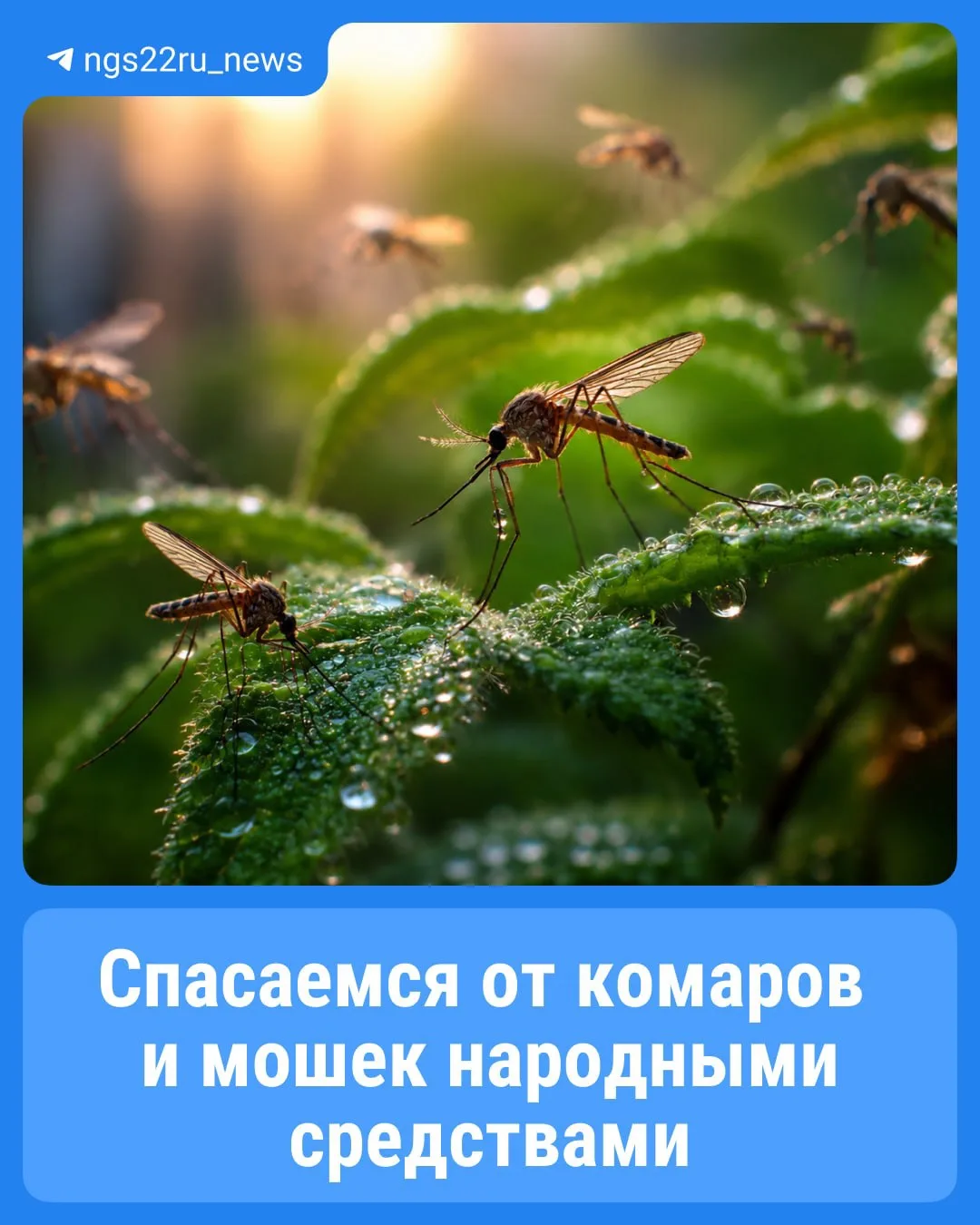 🦟 Как же надоели эти комары с мошками...

От них никуда не деться: они лезут в глаза, пробираются с