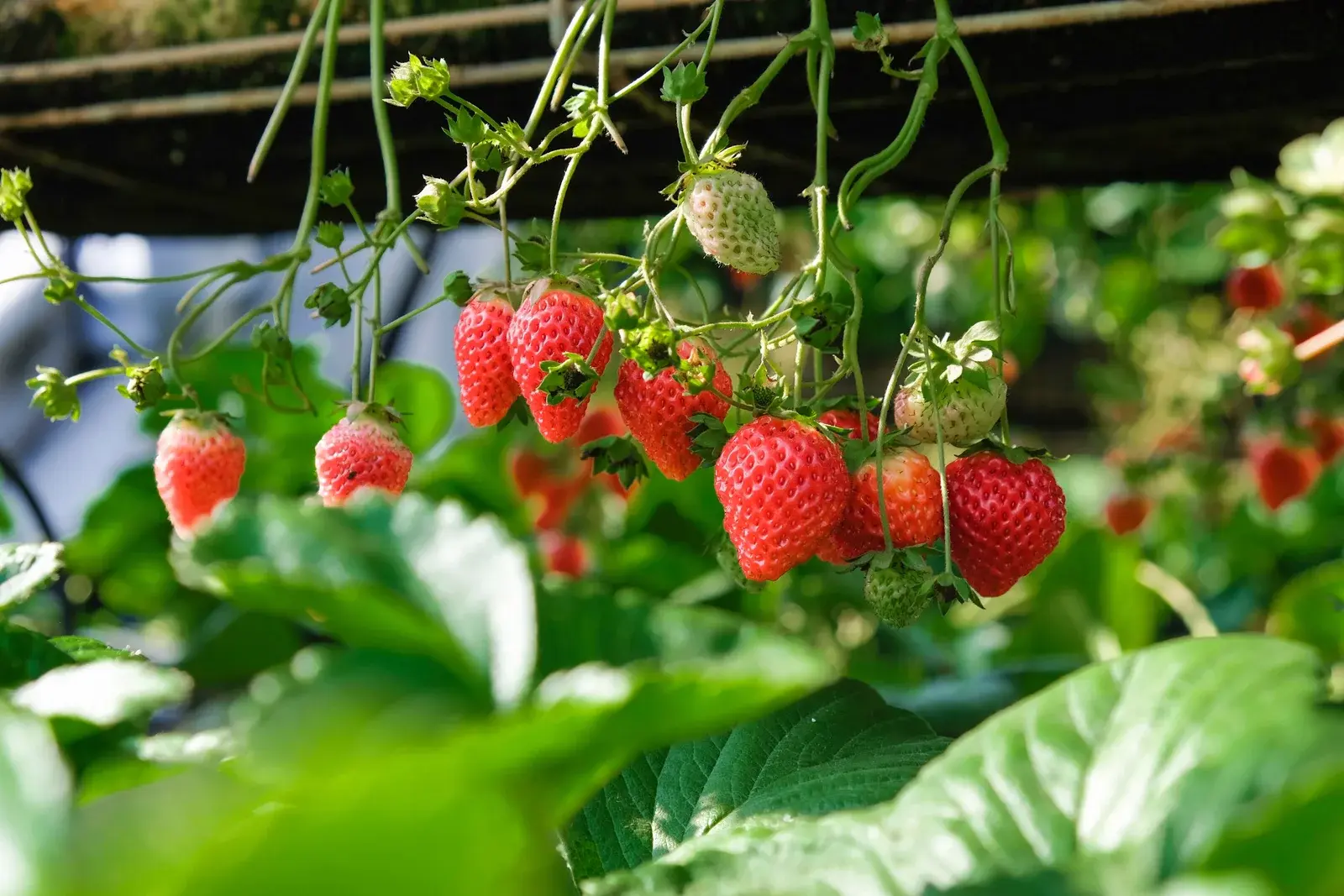 🍓 Крупная и сочная земляника: подкормка во время цветения