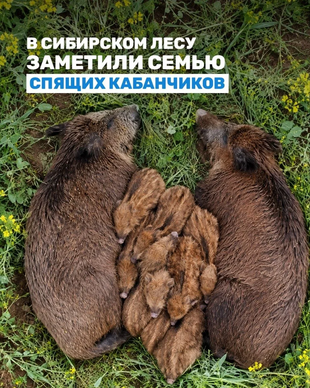 Пусть сегодня будет и что-то милое.