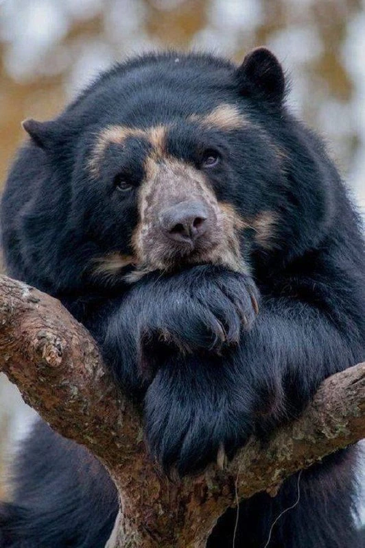 🐻 "Пермские медведи" смотрят на результаты "Виктора" на старте сезона😀