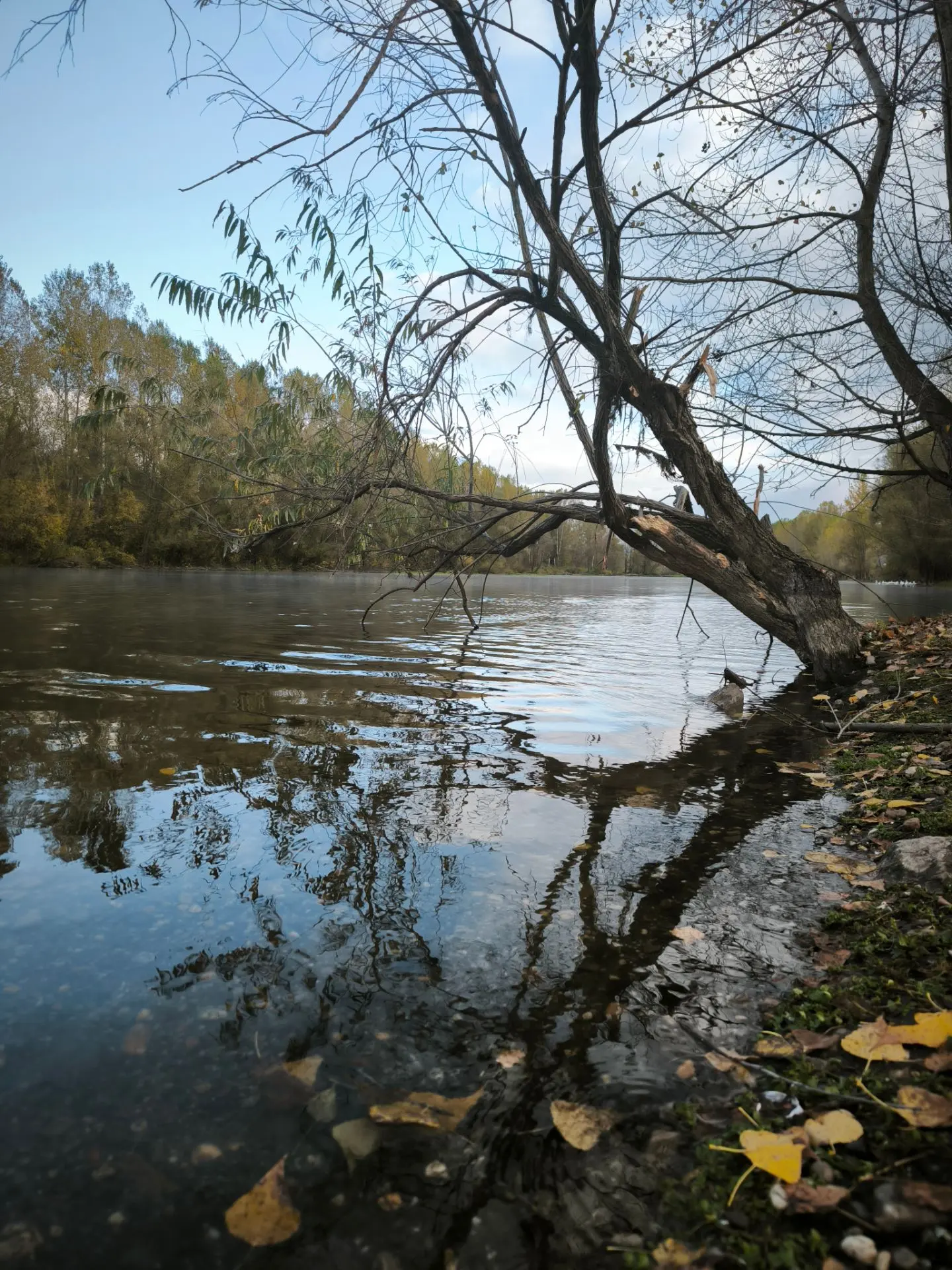 "Осенью отмирают и упадают на дно разные живущие в воде водоросли и вода становится сту...