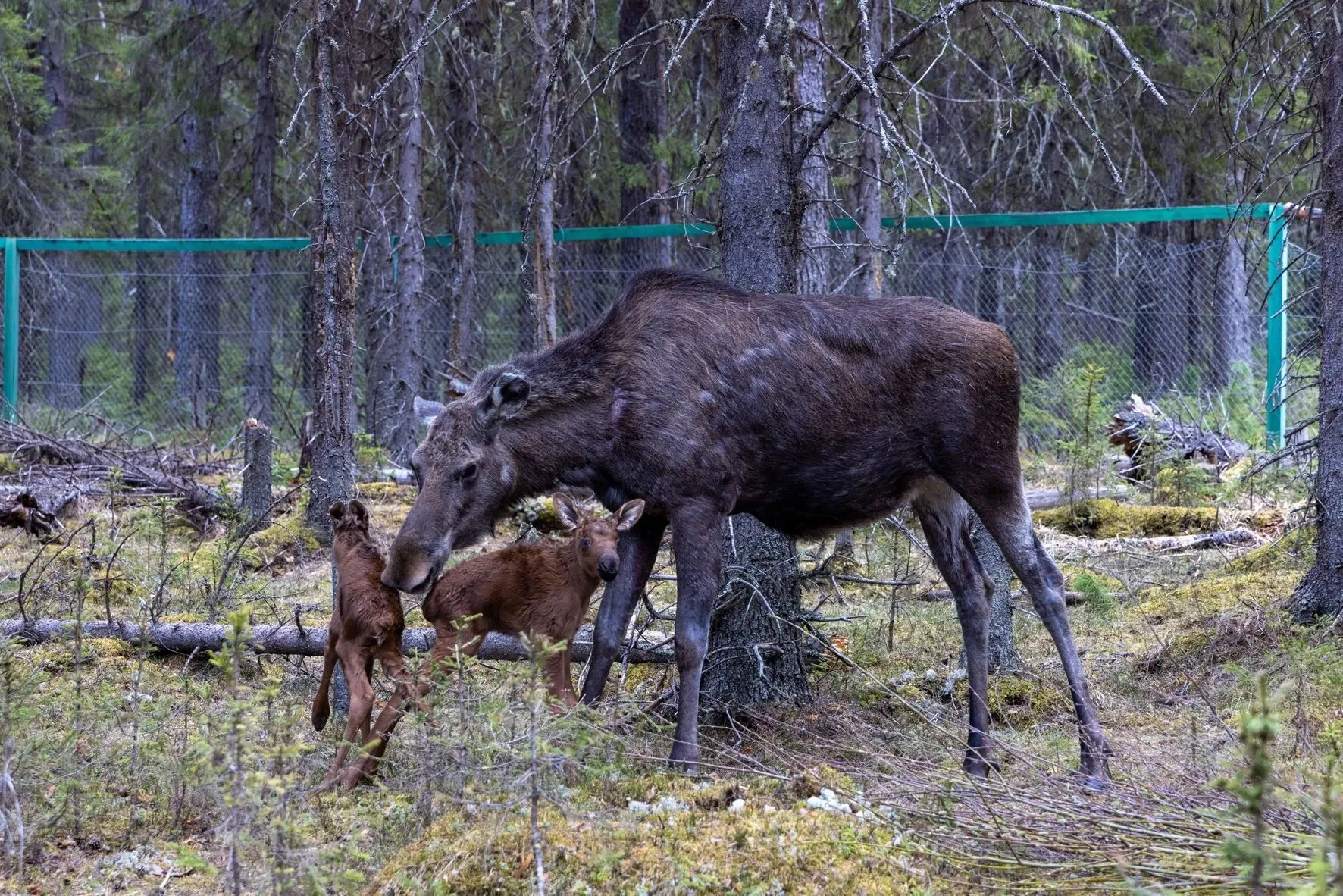 Немного новостей из мира природы!