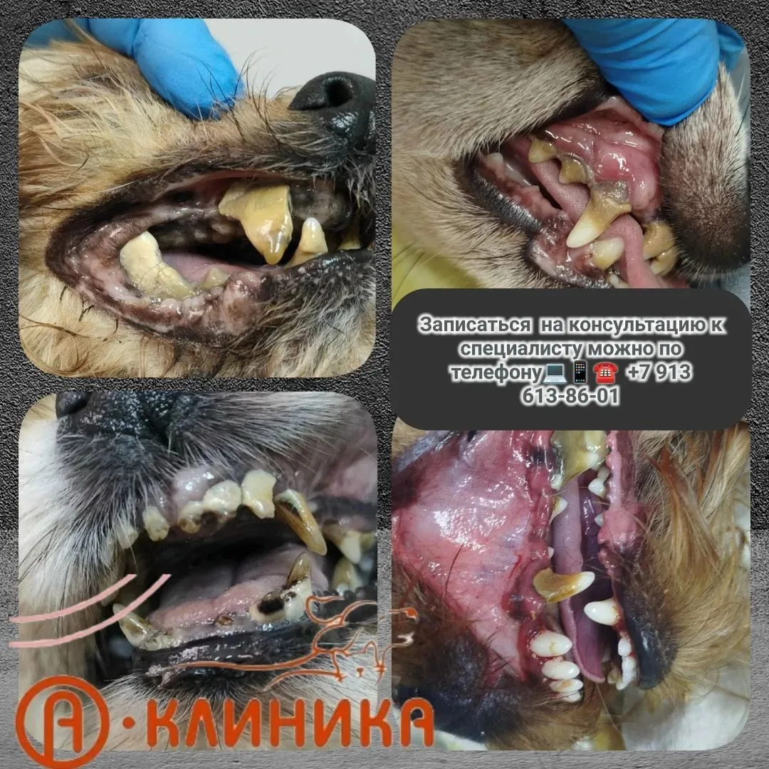 🦷 БОЛЬНЫЕ ЗУБЫ = БОЛЬНЫЕ ОРГАНЫ !!!!