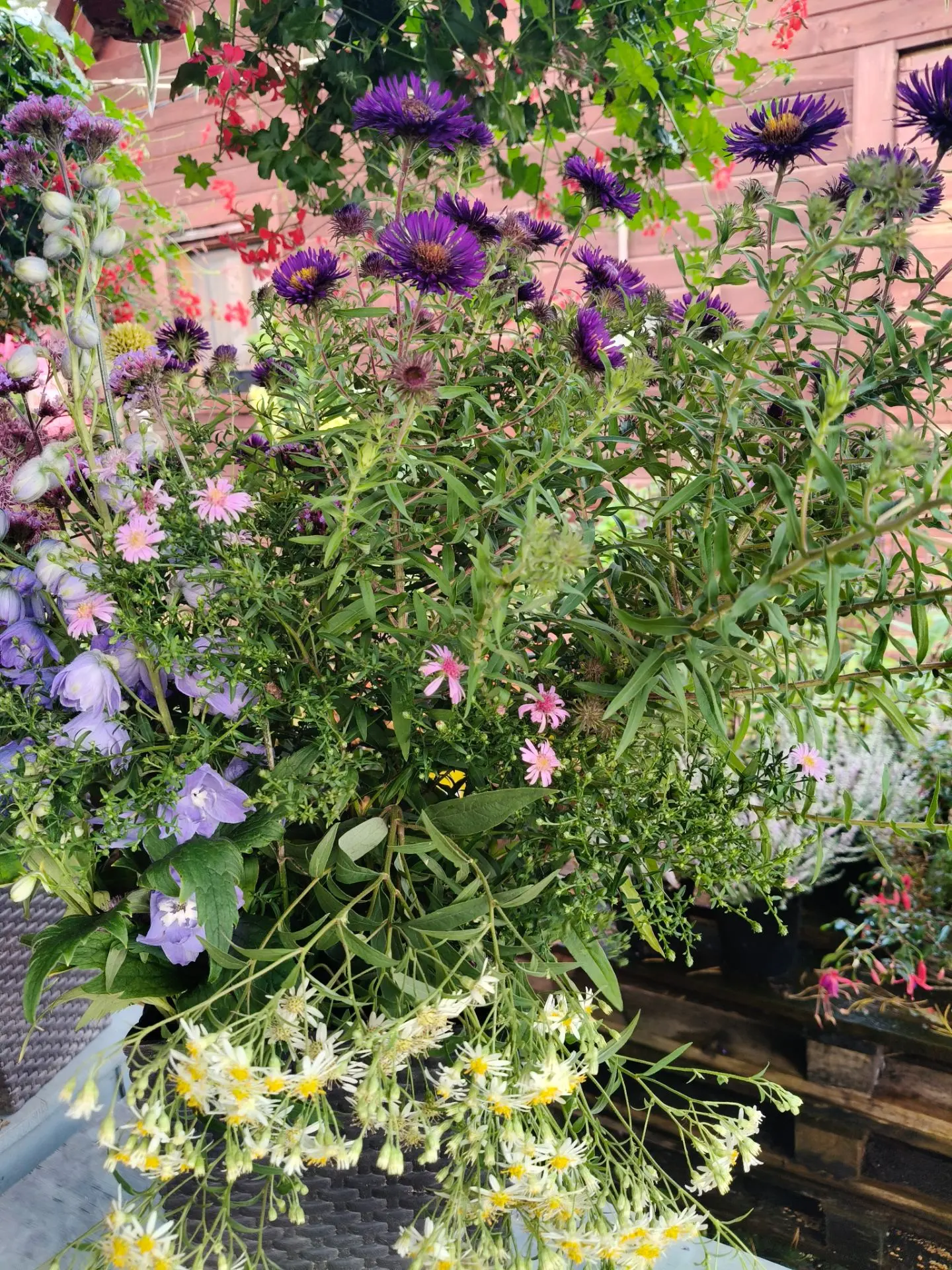Ассортимент осенних астр в нашем питомнике. Это те, что уже расцвели 🌼🌸🌼🌸