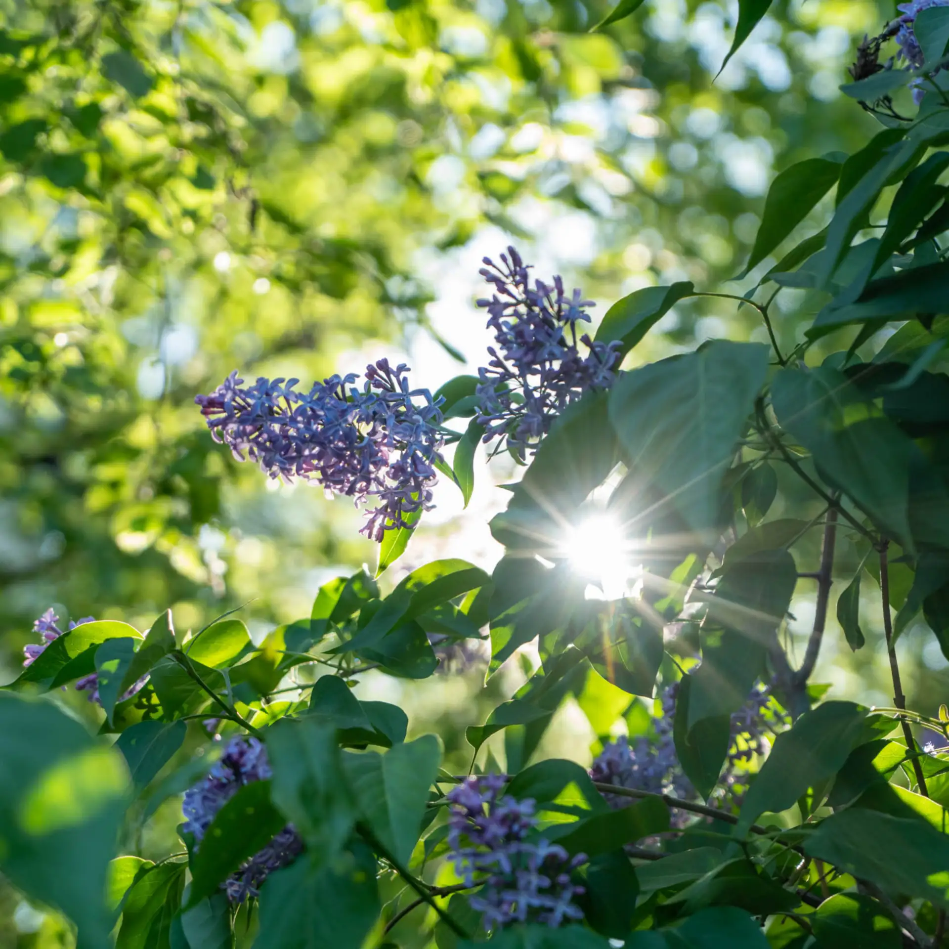 А что это у вас? А у нас сирень 💜
