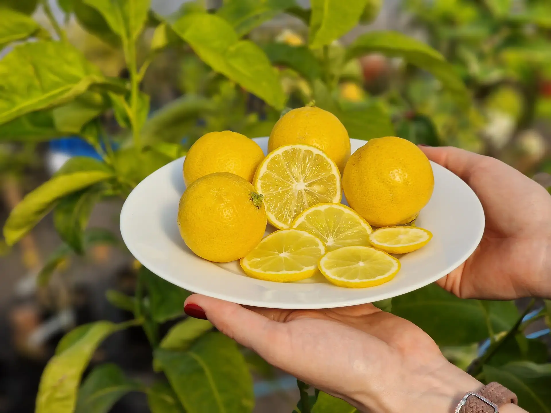 Дегустацию лайма Таити. 🍋‍🟩 Сегодня попробовал спелый лайм Таити прямо со своего дерева — и, честно,